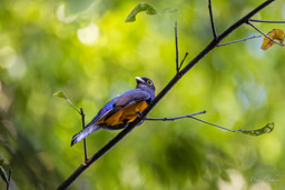 Trogon d'Amazonie
 Trogon ramonianus - Amazonian Trogon