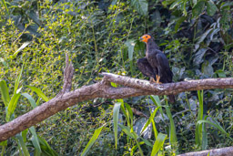 Caracara noir
 Daptrius ater - Black Caracara