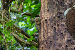 Marmoset (Ouistiti pygmée) - Callithrix pygmaea - Pygmy marmoset