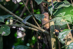 Marmoset (Ouistiti pygmée) - Callithrix pygmaea - Pygmy marmoset