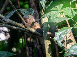 Marmoset (Ouistiti pygmée) - Callithrix pygmaea - Pygmy marmoset