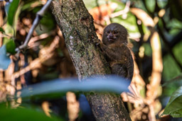 Marmoset (Ouistiti pygmée) - Callithrix pygmaea - Pygmy marmoset