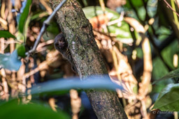 Marmoset (Ouistiti pygmée) - Callithrix pygmaea - Pygmy marmoset