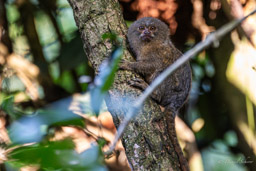 Marmoset (Ouistiti pygmée) - Callithrix pygmaea - Pygmy marmoset