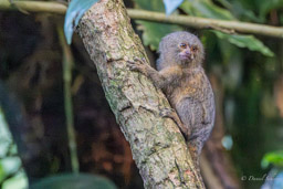 Marmoset (Ouistiti pygmée) - Callithrix pygmaea - Pygmy marmoset