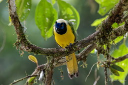 Geai vert
 Cyanocorax yncas - Inca Jay