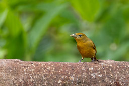 Tangara vermillon Piranga vermillon
 Piranga rubra - Summer Tanager ♀ 