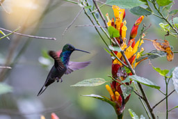 Colibri à queue blanche
 Urochroa leucura - Green-backed Hillstar