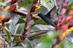 Colibri à queue blanche
 Urochroa leucura - Green-backed Hillstar