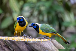 Geai vert
 Cyanocorax yncas - Inca Jay