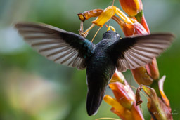 Colibri à queue blanche
 Urochroa leucura - Green-backed Hillstar