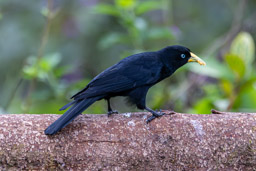 Cassique cul-rouge
 Cacicus haemorrhous - Red-rumped Cacique