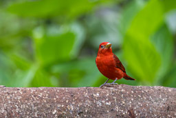 Tangara vermillon Piranga vermillon
Piranga rubra - Summer Tanager ♂ 