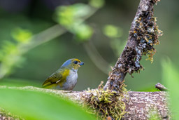 Organiste à ventre orange
Euphonia xanthogaster - Orange-bellied Euphonia ♀