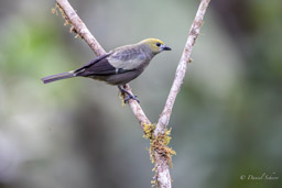 Tangara des palmiers
Thraupis palmarum - Palm Tanager
