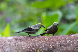 Tangara des palmiers
Thraupis palmarum - Palm Tanager