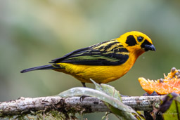 Calliste doré
Tangara arthus - Golden Tanager