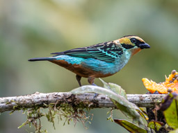 Calliste à oreilles d'or
Tangara chrysotis - Golden-eared Tanager