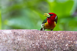 Cabézon à tête rouge
Eubucco bourcierii - Red-headed Barbet