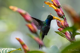 Colibri à queue blanche
Urochroa leucura - Green-backed Hillstar