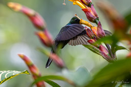 Colibri à queue blanche
Urochroa leucura - Green-backed Hillstar