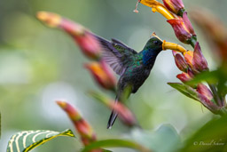 Colibri à queue blanche
Urochroa leucura - Green-backed Hillstar