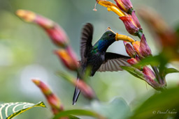 Colibri à queue blanche
Urochroa leucura - Green-backed Hillstar