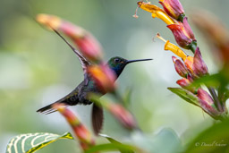 Colibri à queue blanche
Urochroa leucura - Green-backed Hillstar