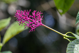 Palicourea