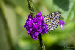 Belenois java