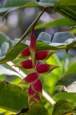 Heliconia rostrata