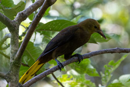 Cassique roussâtre
Psarocolius angustifrons - Russet-backed Oropendol