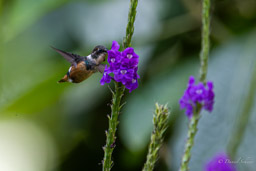 Colibri de Geoffroy
Schistes geoffroyi - Geoffroy's Daggerbill