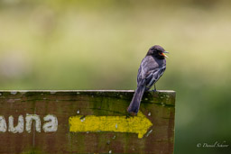 Moucherolle noir
Sayornis nigricans - Black Phoebe