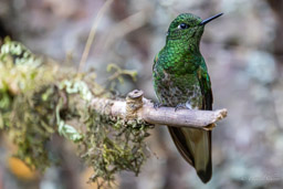 Colibri flavescent
Boissonneaua flavescens - Buff-tailed Coronet