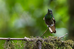 Colibri flavescent
Boissonneaua flavescens - Buff-tailed Coronet