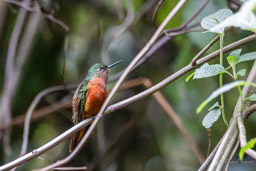 Colibri de Matthews
Boissonneaua matthewsii - Chestnut-breasted Coronet