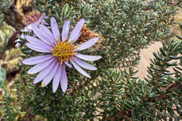 Aster