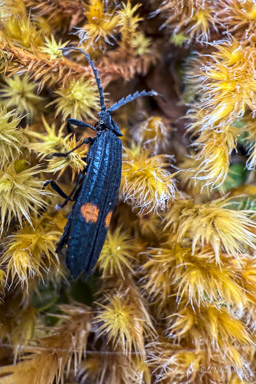 Calopteron sp.