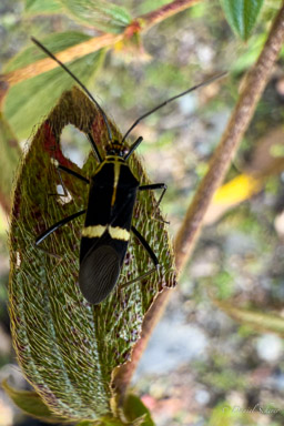 Hypselonotus interruptus