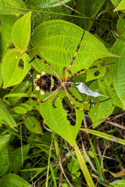 Argiope argentée (Argiope argentata)