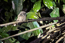 Engoulevent pauraqué
 Nyctidromus albicollis - Pauraque