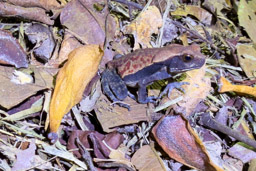 Crapaud de Leschenault (Rhaebo guttatus)