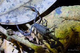 Tityus sp