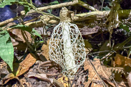 Phallus indusiatus