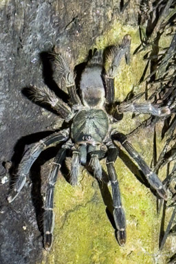Amazonius sp.