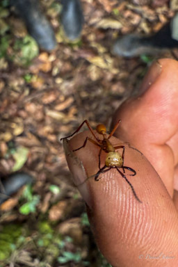 fourmis chirurgienne