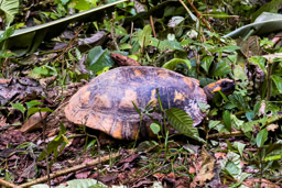 Tortue denticulée