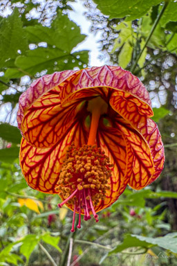 Abutilon pictum (lampe chinoise)