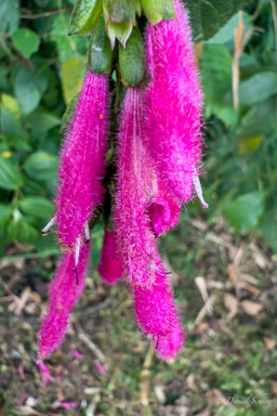 Salvia Oxyphora